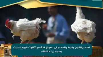 أسعار الفراخ والبط والحمام في أسواق الأقصر تتفاوت اليوم السبت بسبب زيادة الطلب